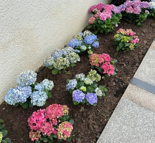 繡球花種植方法 繡球花種植方法