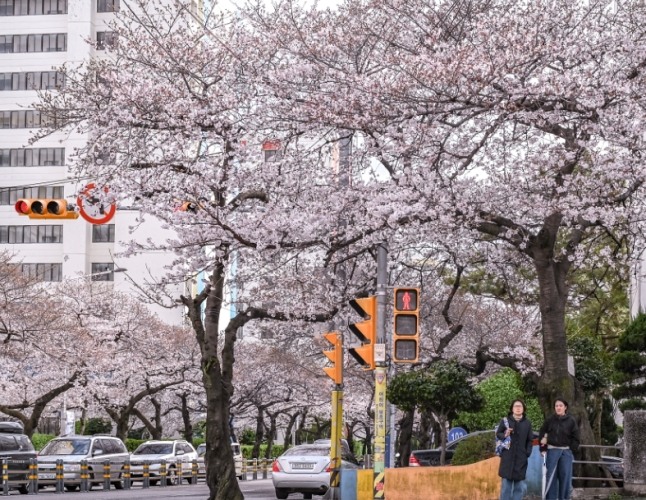 仁川櫻花季節 仁川櫻花季節
