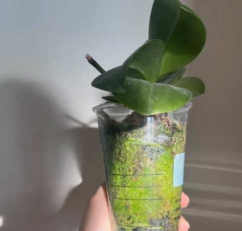 水苔優缺點 水苔優缺點