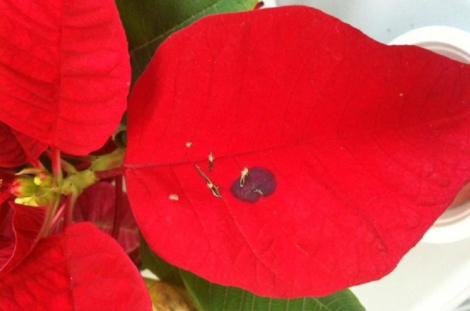 聖誕紅葉子變黑