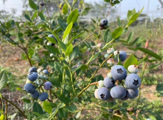 藍莓栽培技巧 藍莓栽培技巧