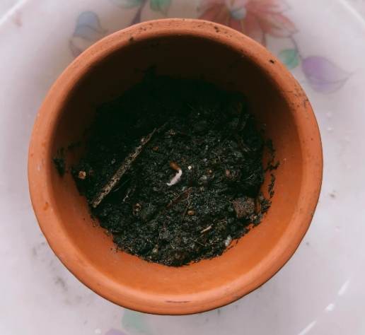 種子快速發芽 種子快速發芽