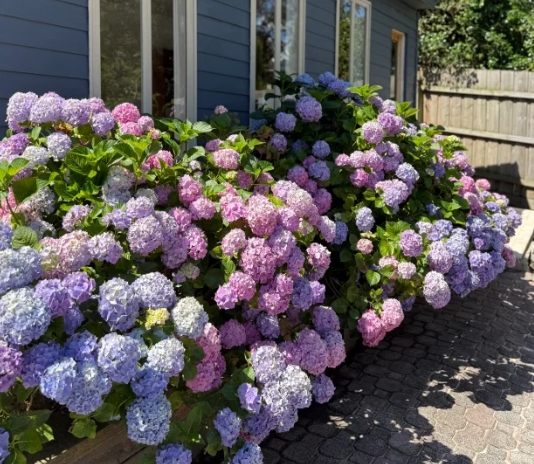 繡球花養護 繡球花養護