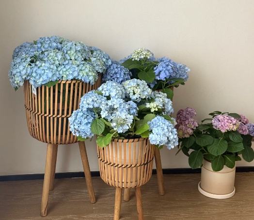 繡球花養護 繡球花養護