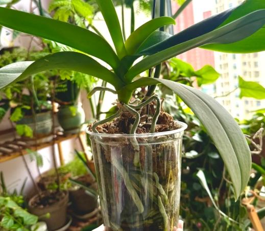 蘭花介質 蘭花介質