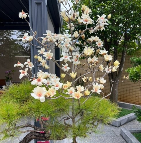 玉蘭花澆水頻率 玉蘭花澆水頻率