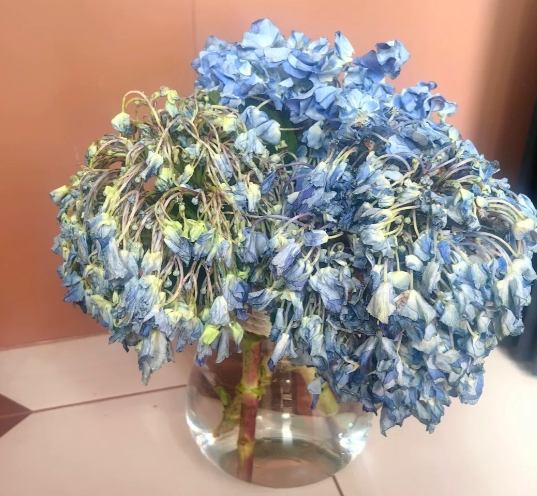 植物急救 植物急救