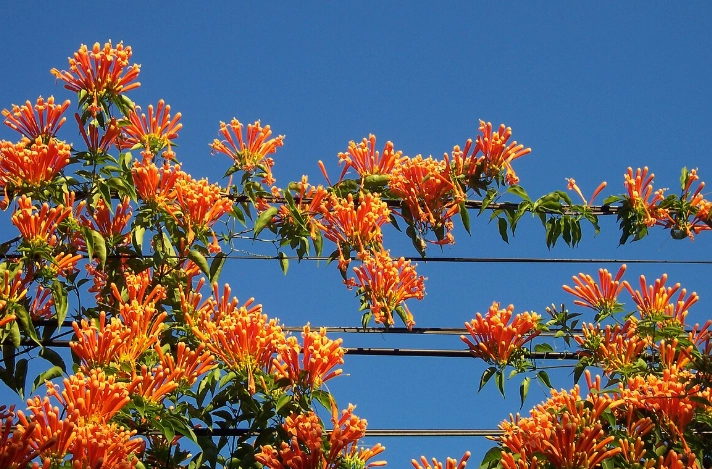 炮仗花如何種植？