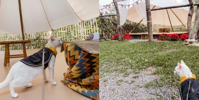 寵物友善露營場