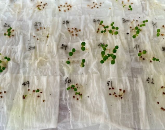 種子快速發芽 種子快速發芽