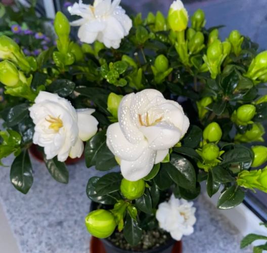 開花方法 開花方法