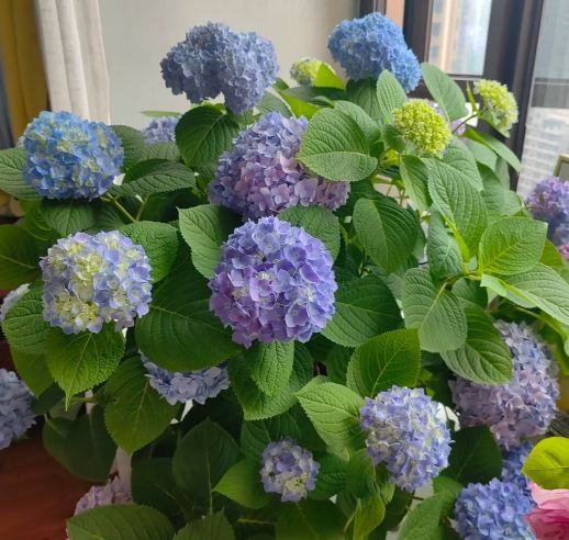 繡球花開花 繡球花開花