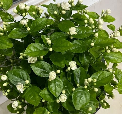 茉莉花種植 茉莉花種植