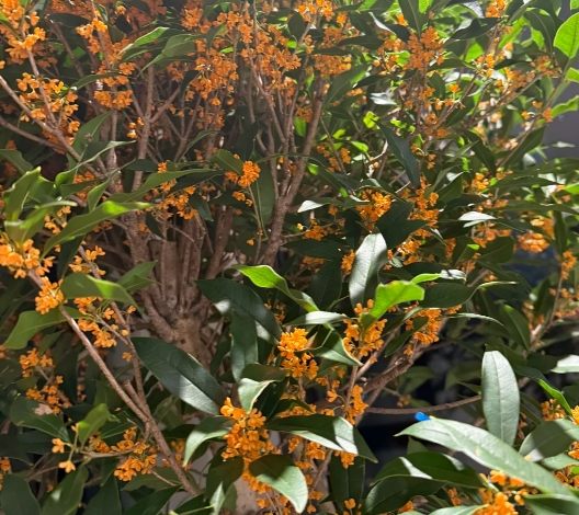 桂花開花技巧 桂花開花技巧