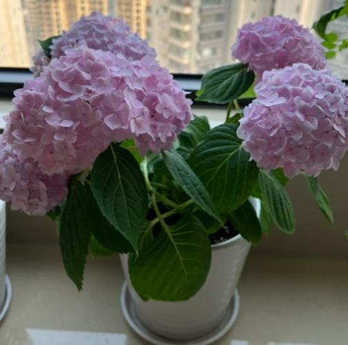 繡球花種植 繡球花種植