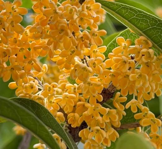 桂花開花技巧 桂花開花技巧