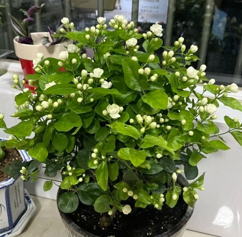 茉莉花養護 茉莉花養護