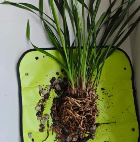 蘭花種植技巧 蘭花種植技巧