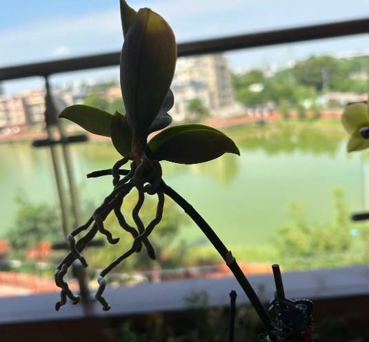 蘭花分株技巧 蘭花分株技巧