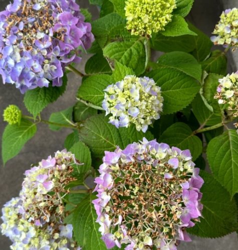 繡球花枯萎 繡球花枯萎