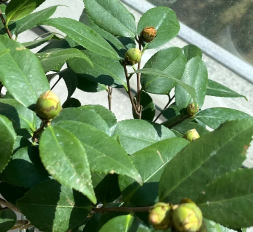 茶花花苞 茶花花苞