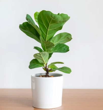 琴葉榕照顧全攻略：從新手到專家必學的養護技巧