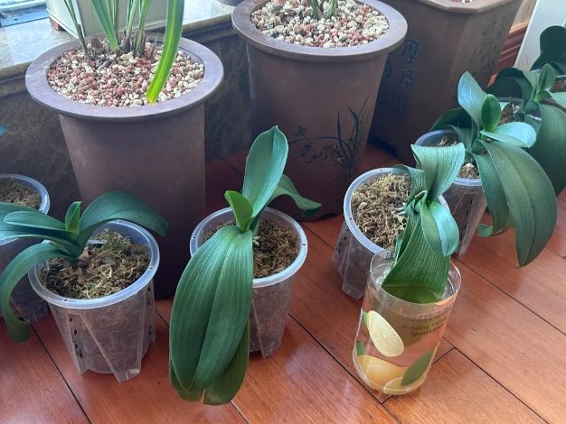 蘭花養護 蘭花養護