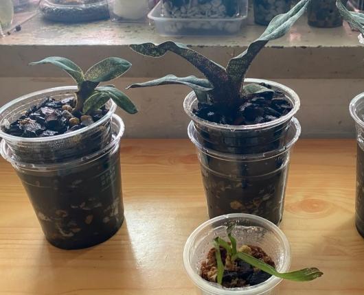 蘭花盆器 蘭花盆器