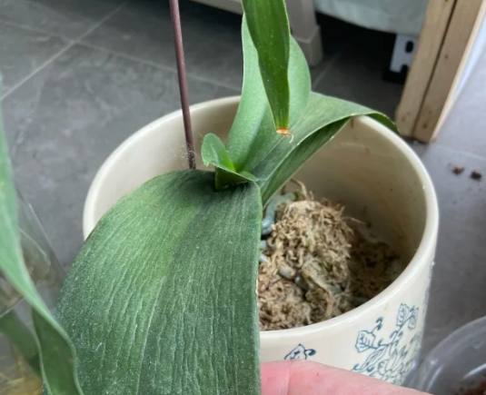蘭花葉子變軟 蘭花葉子變軟