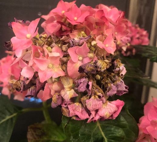 繡球花枯萎 繡球花枯萎