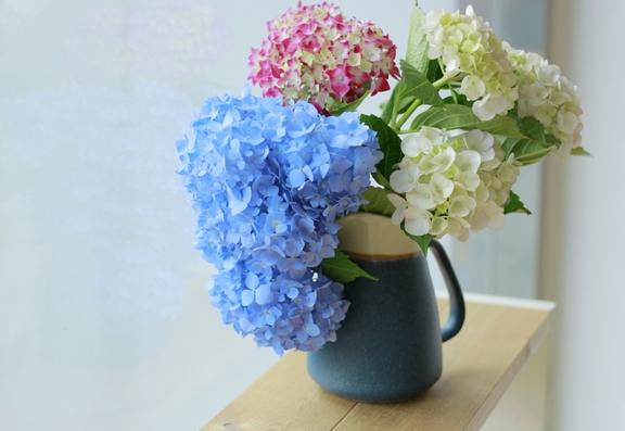 藍色繡球花栽培