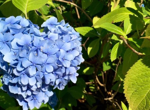 藍色繡球花栽培