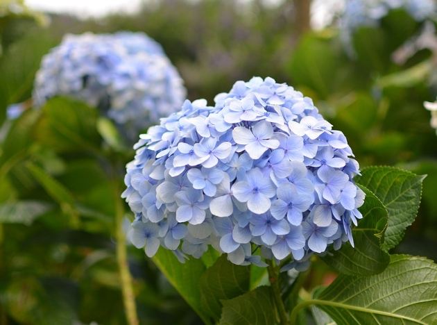 土壤酸鹼度調整