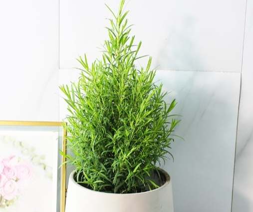 澳洲茶樹種植室內