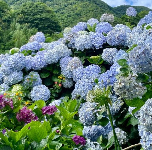 延長繡球花壽命 延長繡球花壽命