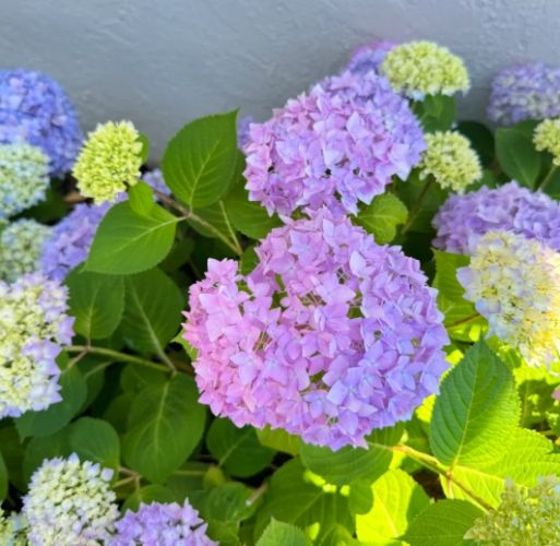 繡球花養護 繡球花養護