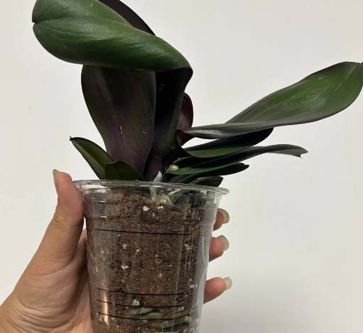 蘭花養護方法 蘭花養護方法