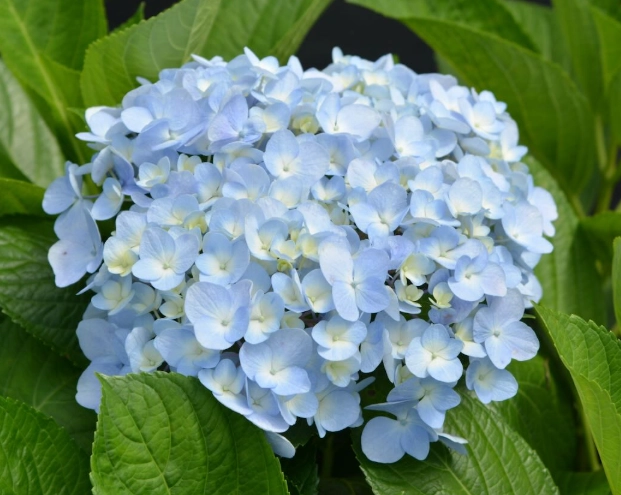 繡球花可以養在室內嗎？