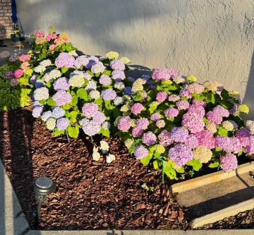 平地種繡球花 平地種繡球花