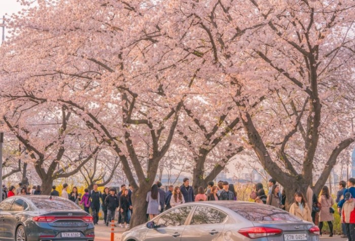 汝矣島櫻花大道