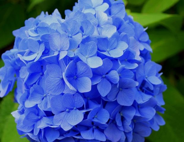 繡球花變藍方法