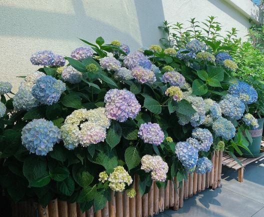 繡球花日照 繡球花日照