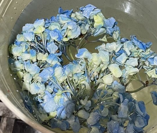 繡球花復活方法 繡球花復活方法