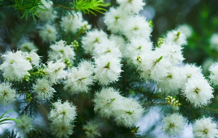 澳洲茶樹開花
