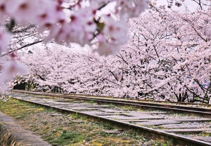 仁川櫻花季節 仁川櫻花季節