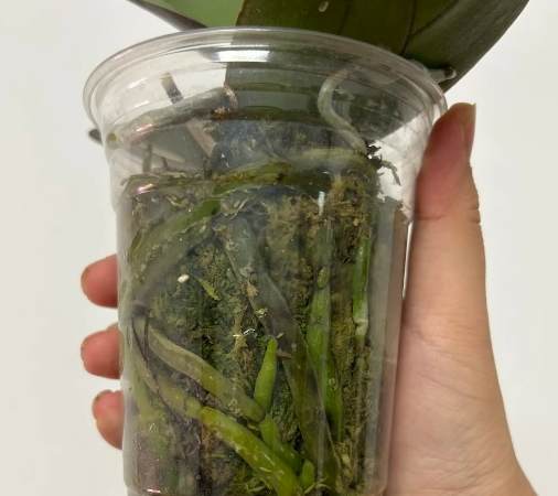 水苔優缺點 水苔優缺點