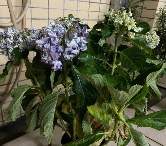 繡球花復活方法 繡球花復活方法