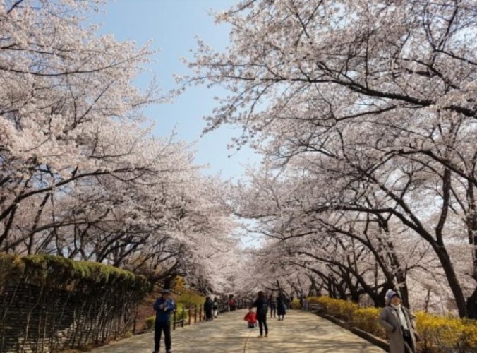 仁川櫻花季節 仁川櫻花季節