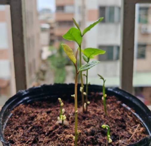 茶花種子發芽 茶花種子發芽