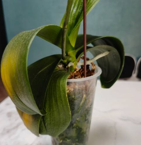 植物葉子問題 植物葉子問題